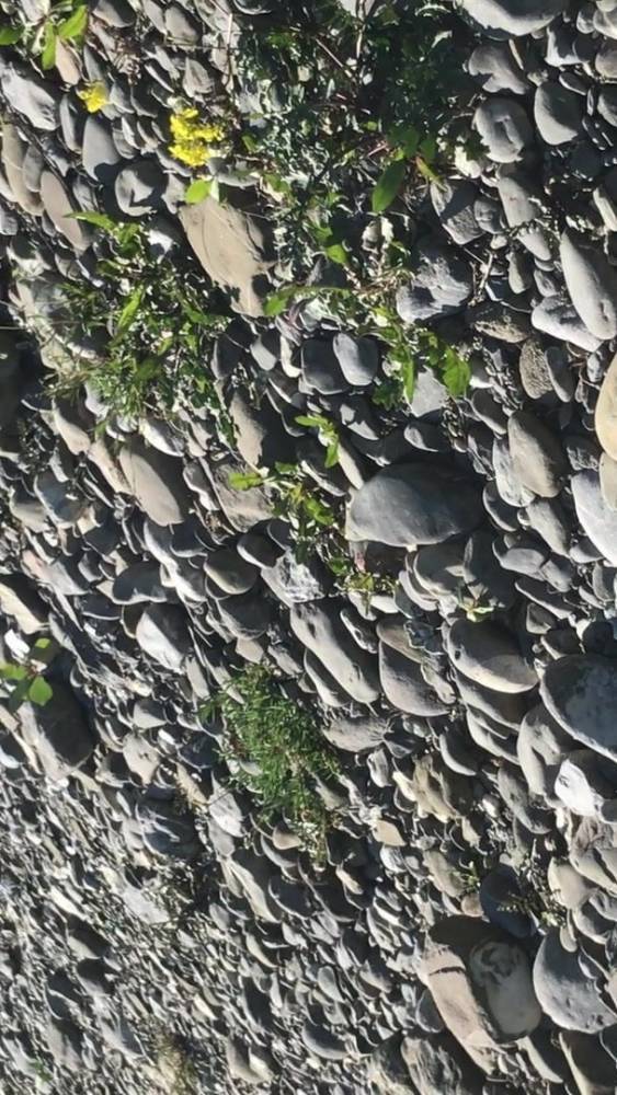 Ass bitch - xhamster.com