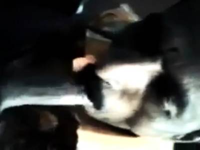 Indian Grandpa sucking - nvdvid.com - India