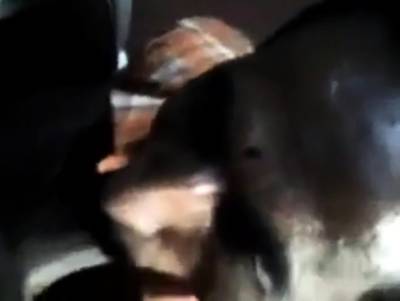 Indian Grandpa sucking - nvdvid.com - India