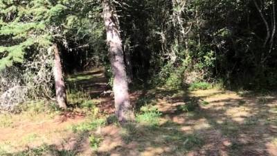 Naked ballad in the forest... - icpvid.com