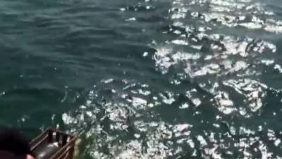 Adam - adam vkt eva - icpvid.com