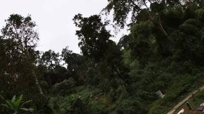 Elephant trunk hugging and sex after - nvdvid.com - Thailand