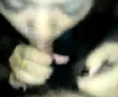 Melayu - Penang BJ - icpvid.com