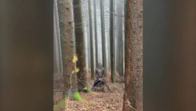 Servitude to Mistress April - veryfreeporn.com