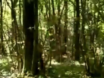 Two Gay Bears in the Woods - icpvid.com