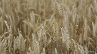 Presenting Alise Moreno - upornia.com