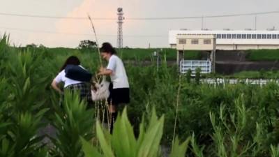 Urinating japanese teens - drtvid.com - Japan