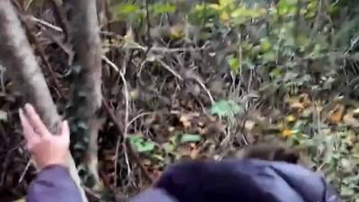 In the wood - drtvid.com
