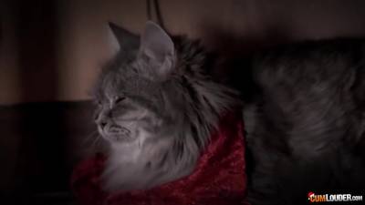 Amirah Adara - Gina Gerson - Gina Gerson And Amirah Adara Meet The Paren - upornia.com