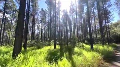 Take Me To The Wood To Fuck Me Good - Twosetduet - hclips.com