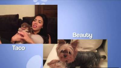 Busty Blonde - Busty blonde model posing totally naked - icpvid.com