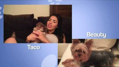 Busty Blonde - Busty blonde model posing totally naked - nvdvid.com