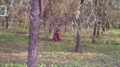 Zen Prison Studio - upornia.com - Japan