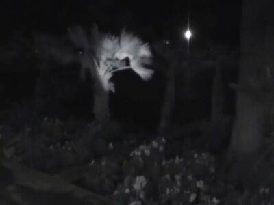 Straight Jacket Escape - upornia.com