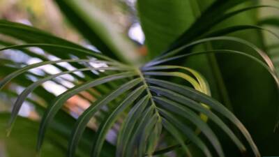 Ukrainian teen Clarise shows petite body - icpvid.com - Russia - Ukraine