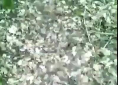 daddy cruising - nvdvid.com