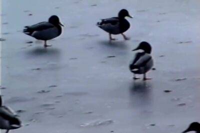 Po Und Peitsche (1986) - upornia.com