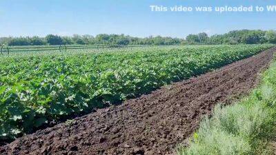 This Field Grows Big Dildos - hclips.com