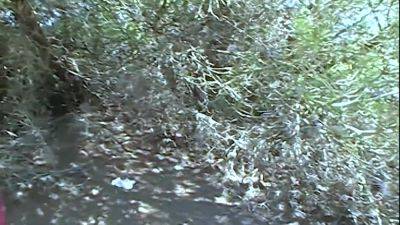 Teengirl Kikki Gets Fucked On The Beach In The Dunes - upornia.com - Germany