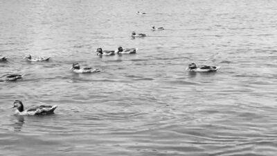 Teanna Trump - Jada Stevens - Jada Stevens And Teanna Trump In And A Black And White Affai - hotmovs.com