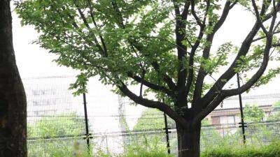 夜な夜な旦那を襲い性欲処理235wwwwwwwwwwwwwww - upornia.com - Japan