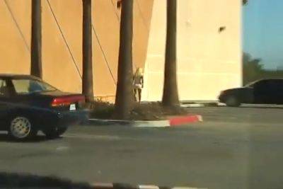 Nikki Benz - Shyla Stylez - And Are Hot Chicks Into Feat Nikki Benz Julian - txxx.com