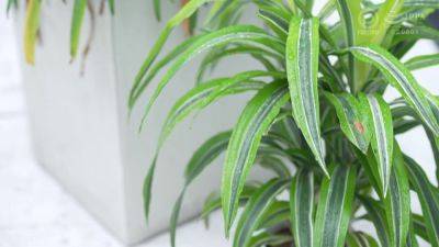 0002278_Japanese_Censored_MGS_19min - hclips.com - Japan