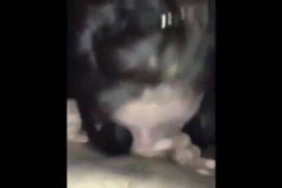 She Loves To Deepthroat A Cock After The Party - hclips.com