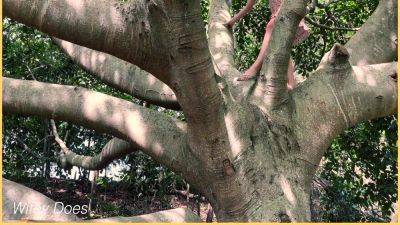 Wifey Saw A Tree And Had To Climb It But Forgot Her Panties - voyeurhit.com