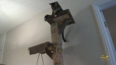 And In Reality Tv Sex Show - Celeste Star And Nikki Rhodes - hotmovs.com