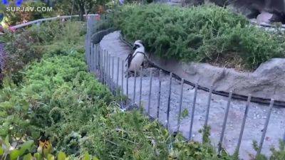 Asian Angel 16449 - AsianHappyEnding - hotmovs.com - Japan