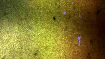 ASIANTGIRL Updates 8th Nov 24 - drtvid.com