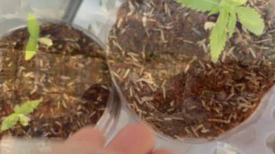 Smoking Weed 420 Relaxtime In Colombia Flowers And Blowjob - videomanysex.com - Colombia