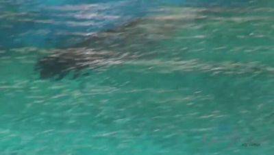 Samantha Bentley - Samantha Bentley's Sin City Aquarium Encounter - veryfreeporn.com