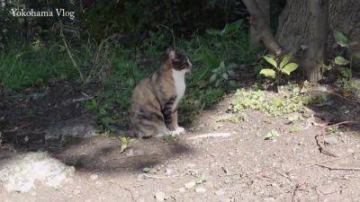 0004226_Japanese_Censored_MGS_19min - hclips.com - Japan