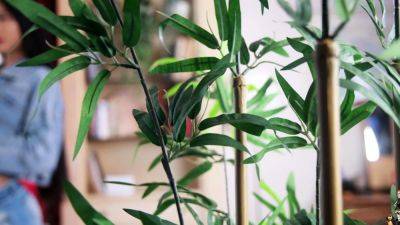 FRANKSTGIRLWORLD Rose Debuts - drtvid.com