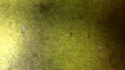 FEMOUT XXX A Christmas Cracker - drtvid.com