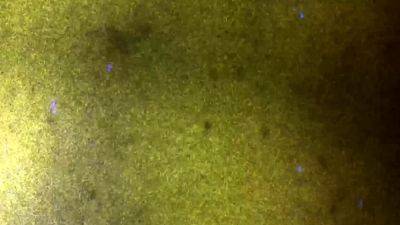 BOBSTGIRLS Color Me Yellow - drtvid.com