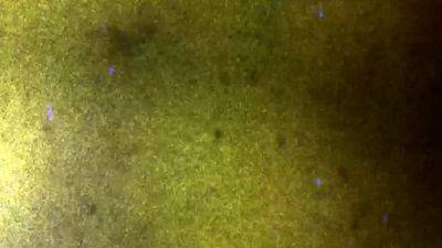 BOBSTGIRLS A Sexy Little Bunni - drtvid.com