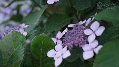 0008398_陵辱 服従 美人などが含まれている - hotmovs.com - Japan