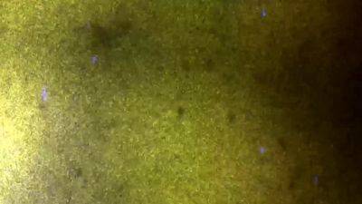 BOBSTGIRLS Updates 13th Dec 24 - drtvid.com