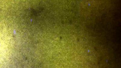 BOBSTGIRLS Not Just A Pretty Face - drtvid.com