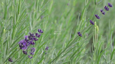 Rustic Beauty - Betzz - hotmovs.com