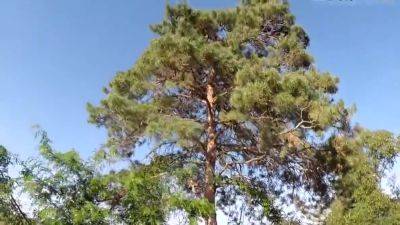 Cum Kiss! Prostate Massage During Blowjob (eng Sub) - hotmovs.com - Russia