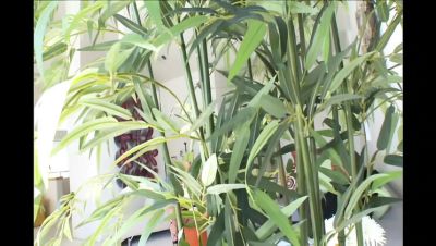 Blake Rose Queen Pussy Devotion Hardcore Blowjob Session - porntry.com - Britain