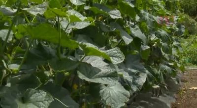 HBN546-TIGLWEAJHN218347749 - hclips.com