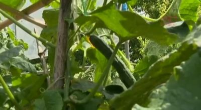 NPL384-DFTXIDLVBN694782219 - hclips.com