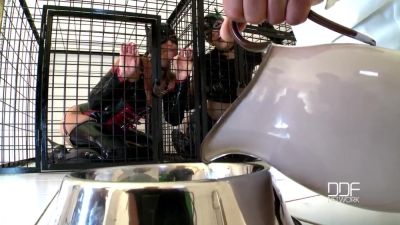 Nick Lang - Nick Lang tames 2 beauties in cat role play [Part 1] - hotmovs.com - Czech Republic