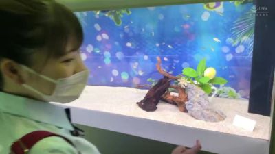 0011601_えっち 接吻 ベロキスなどが含まれている - hclips.com - Japan