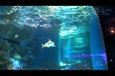 ムチムチ巨乳美女152wwwwwwwwwwwwwwwwwww - hotmovs.com - Japan